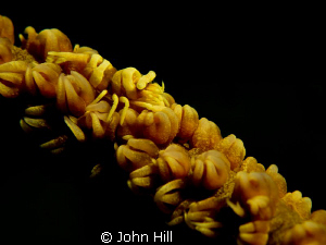 Whip Coral Shrimp.  Canon S-95 + UCL 165 + Z240. by John Hill 